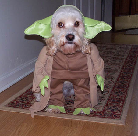 http://onosendai.free.fr/yoda_dog.jpg